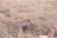 Highlight for album: Tanzania