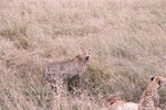 Cheetah kill, Serengeti
