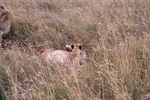 Cheetah kill, Serengeti, on the neck