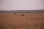 Cheetahs just before kill, Serengeti
