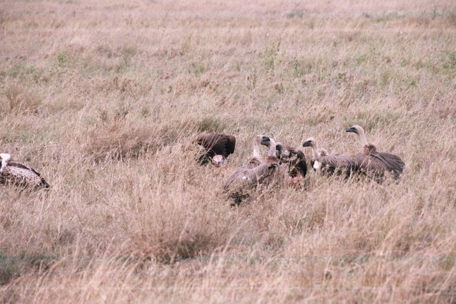 Vultures, Serengeti
