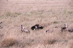 Vultures, Serengeti