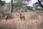 ??, Serengeti