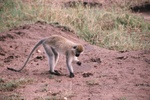 Vervet Monkey, Serengeti
