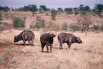 Lone Bulls, Water Buffalo, Serengeti