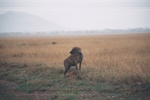 Hiena, Serengeti