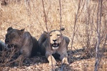 Lions bearing the heat, Ruaha