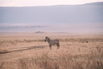 Zebra, Ngorogoro Crater