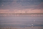 Flamingos, Ngorogoro Crater