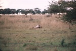 Simba, Serengeti