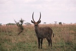 Water Buck, Serengeti