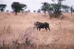 Wart Hog, Serengeti