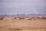 Wildebeest, Lake Manarya