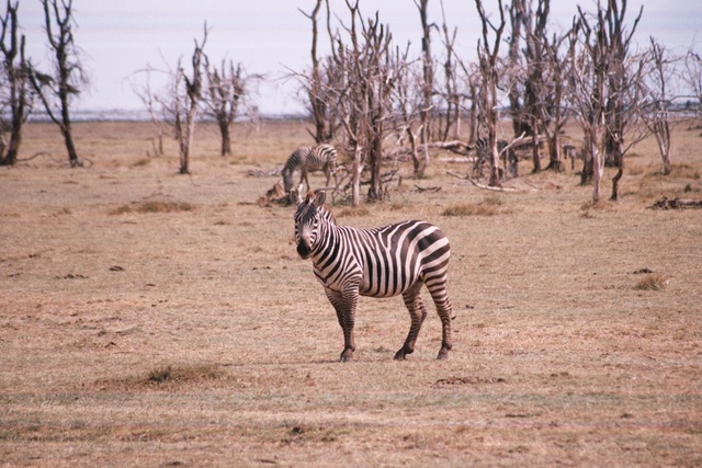 Zebra, Lake Manarya