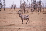 Zebra, Lake Manarya