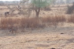 Ruaha