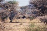 Ruaha