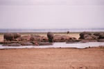 Hippos out of water, Lake Manarya