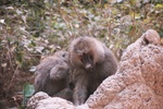 Baboons, Lake Manarya