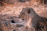 Ruaha