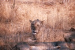 Ruaha