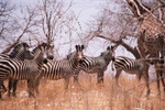 Ruaha