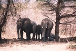 Sleeping, Ruaha