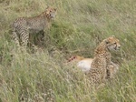 Cheetah kill, Serengeti