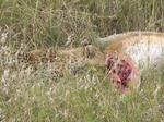 Cheetah kill, Serengeti