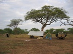 Serengeti Camp