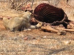 Giraffe kill day 2, Ruaha