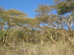 Walking to Camp Acacia