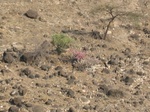 View from camp at Natron