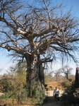 Ruaha