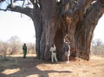 Baobab Tree, Ruaha