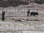 ploughing the fields